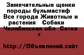 Замечательные щенки породы бульмастиф - Все города Животные и растения » Собаки   . Челябинская обл.,Сатка г.